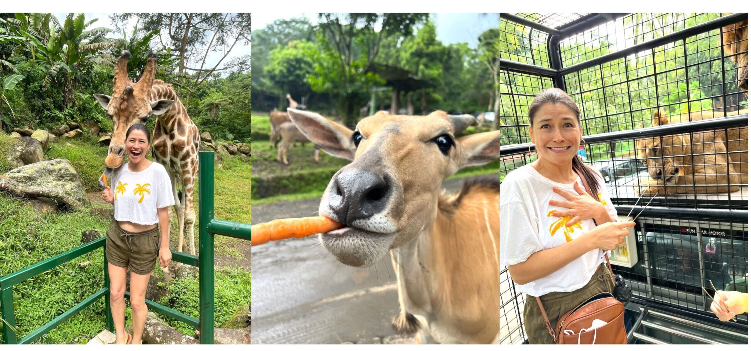 what to do in Jakarta feed animals at taman safari bogor